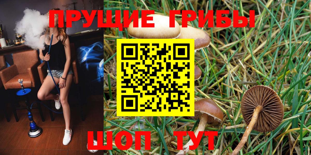 Галлюциногенные грибы Psilocybine cubensis Губаха